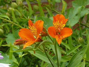 Peruanische Lilie - Alstroemeria 'Orange King