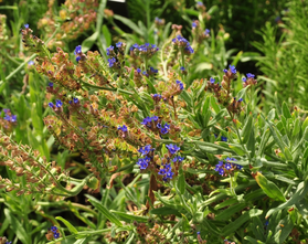 Gewone ossentong - Anchusa officinalis