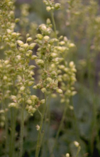 Purperklokje - Heuchera cylindrica 'Greenfinch'