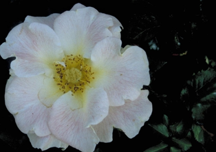 Heesterroos - Rosa 'Bouquet Vanille'