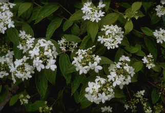 Japanse Sneeuwbal - Viburnum plicatum 'Mariesii'