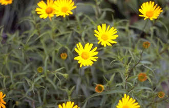 Buphthalmum salicifolium