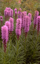 Knopige slangenwortel - Liatris spicata 'Kobold'