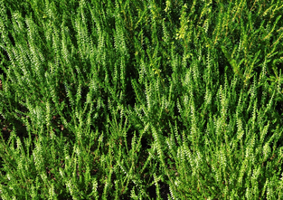 Struikhei - Calluna vulgaris 'Spring Cream'