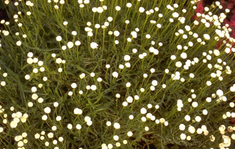 Cipressenkruid - Santolina chamaecyparissus var. lindavica