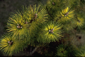 Bergden - Pinus mugo 'Kokarde'