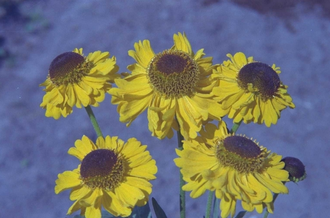 Sonnenblume - Helenium 'Wesergold