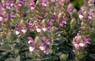 Alpenhelmkruid - Scutellaria alpina 'Greencourt'