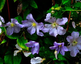 Bosrank - Clematis 'Blue Angel'