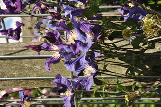 Waldrebe - Clematis 'Blue Pirouette