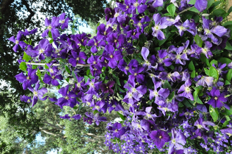 Waldrebe - Clematis 'Jackmanii Superba'