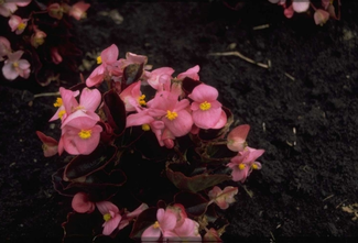 Scheefblad - Begonia semperflorens 'Pink'