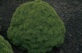 Canadese spar - Picea glauca 'Alberta Globe'