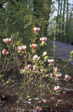 Gewöhnliche Magnolie - Magnolia x soulangeana 'Lennei