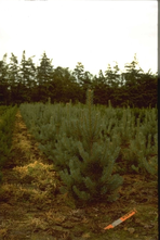 Grove den - Pinus sylvestris 'Glauca'