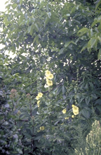 Stokroos - Alcea ficifolia 'Geel'