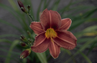 Daglelie - Hemerocallis 'Black Prince'