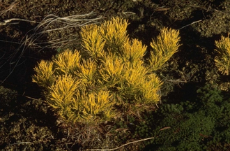 Bergden - Pinus mugo 'Carsten'