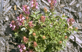 Alpenhelmkruid - Scutellaria alpina