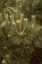 Zwarte den - Pinus nigra 'Strypemonde'