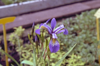 Lis - Iris prismatica