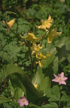 Hondstand - Erythronium 'Pagoda'