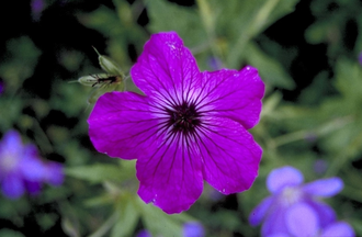 Ooievaarsbek - Geranium 'Red Admiral'