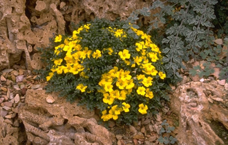 Morisia - Morisia monanthos