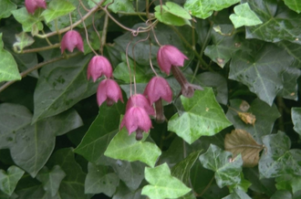 Rhodotypos scandens