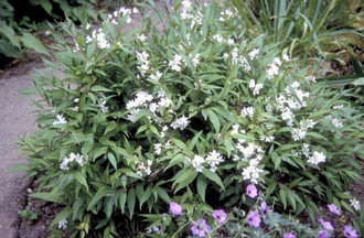 Bruidsbloem - Deutzia gracilis 'Nikko'