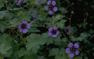 Ooievaarsbek - Geranium 'Salom