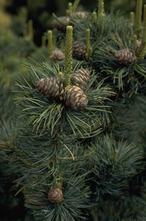 Japanse witte den - Pinus parviflora 'Glauca'