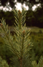 Grove Den - Pinus sylvestris 'Inverleith'