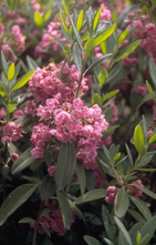 Smalbladige Lepelboom - Kalmia angustifolia