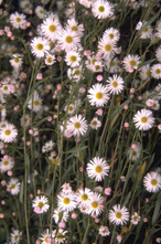 Boltonia asteroides var. latisquama