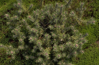 Latschenkiefer - Pinus mugo 'Kissen'