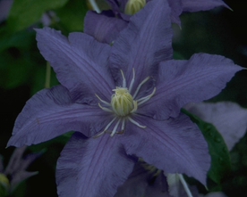 Waldrebe - Clematis 'Lasurstern