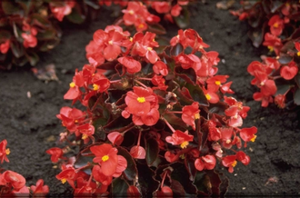 Scheefblad - Begonia semperflorens 'Rood'