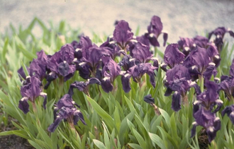 Lis - Iris 'Atroviolacea
