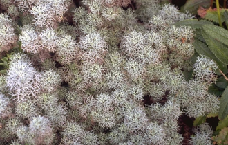 Alsem - Artemisia 'Canescens' TIP