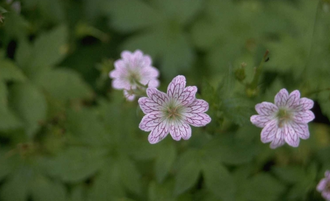 Ooievaarsbek - Geranium versicolor