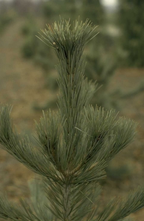 Den - Pinus flexilis