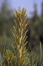Den - Pinus monophylla