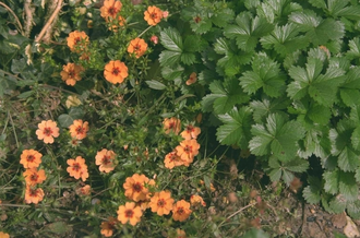 Potentilla x tonguei