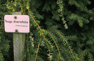 Scheerlingsden - Tsuga diversifolia