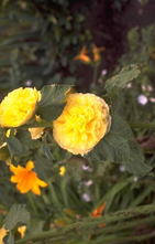 Stockrose - Alcea rosea 'Pleniflora' gelb