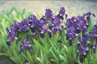 Lis Iris 'Azurea'