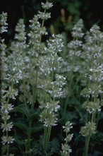 Salie - Salvia Verticillata 'Alba'