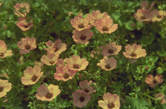 Ooievaarsbek - Geranium cinereum 'Ballerina'