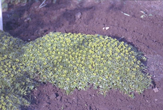 Andeskruid - Azorella Trifurcata